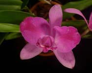 Blc(C. Memoria Jerome Schultz x Blc Waianae Leopard)